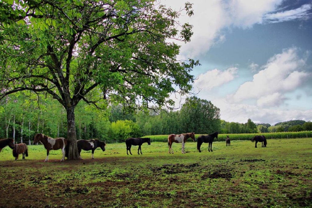 Les Cavaliers de la Vezere, Sergeac - photo 9