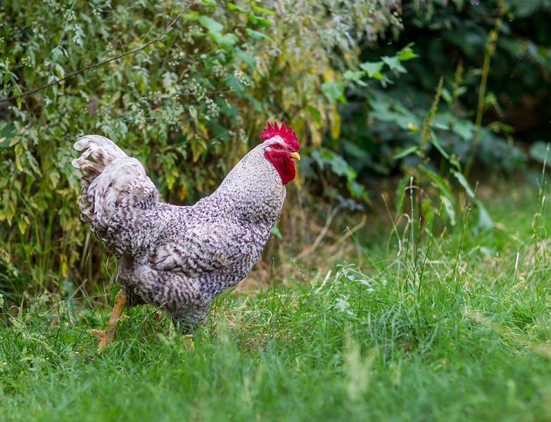 Le Chaudron Magique - photo 3