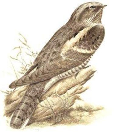 Le Coteau de Pinel, Pinel-Hauterive