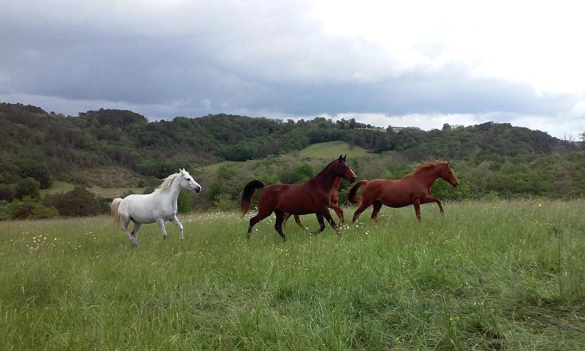 Domaine de la Sudrie -centre Équestre de Bourrou, Bourrou - photo 6