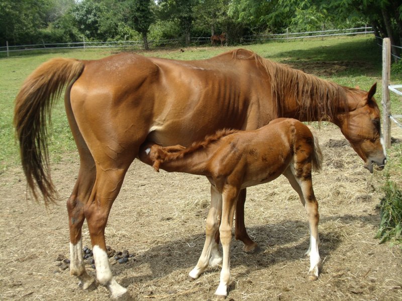 Centre Equestre de Neuvic - photo 2