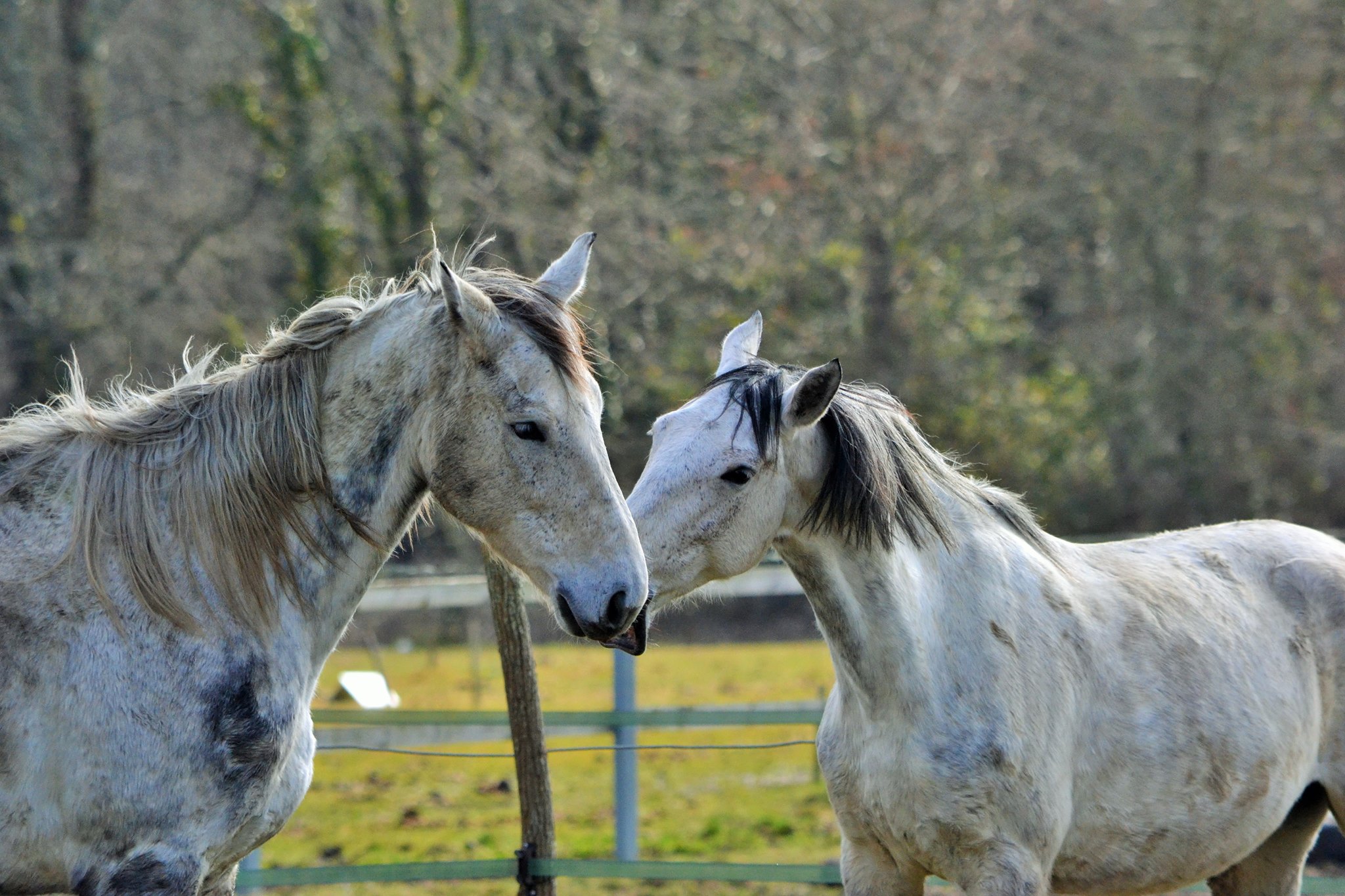 Centre équestre de Saint-Laurent-Médoc