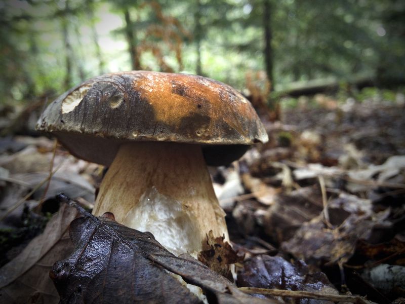 Autour de la châtaigne à Villefranche du Périgord, Villefranche-du-Périgord