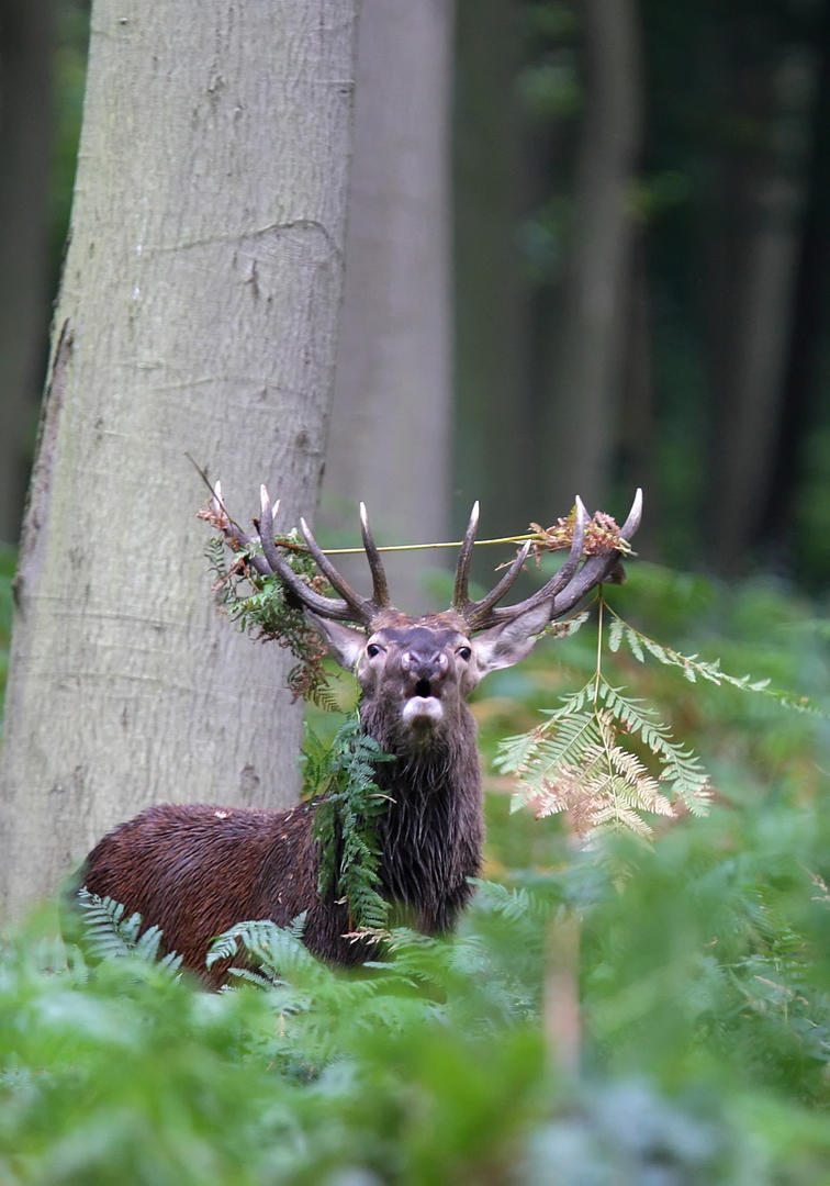 La boucle de bois nègre à Ajat