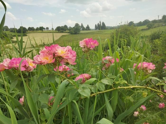 Rendez-vous aux jardins : Jardin la Bourdasse