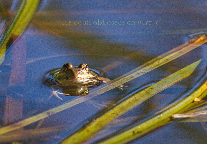 Les Deux Abbesses en Vert, Mareuil en Périgord - photo 11