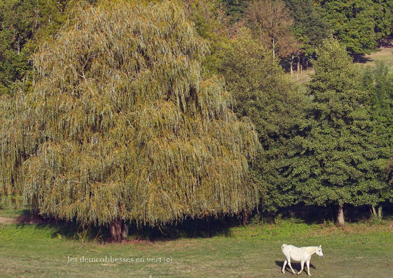 Les Deux Abbesses en Vert, Mareuil en Périgord - photo 13