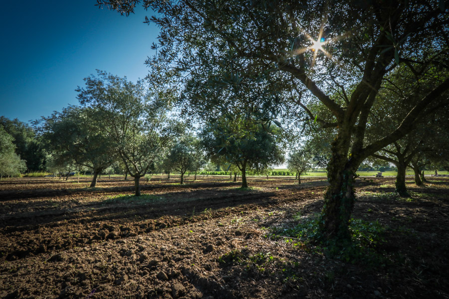 Château Les Ormes Sorbet - photo 4