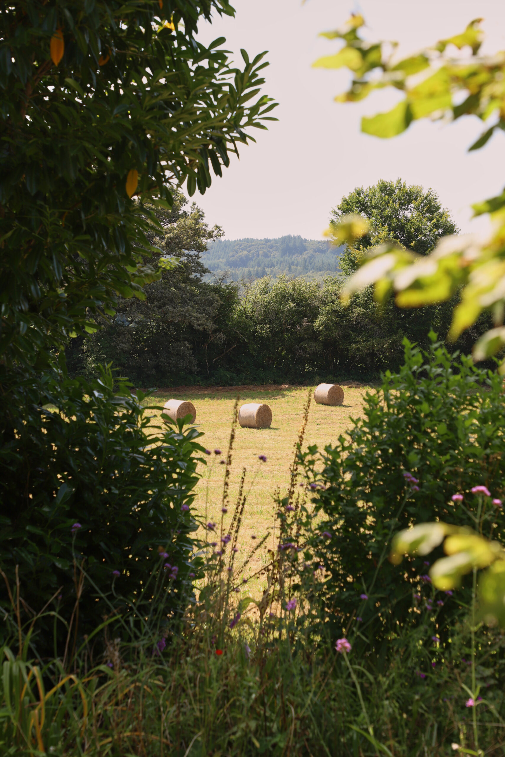 Chateau Gioux, Saint-Pierre-Bellevue - photo 5