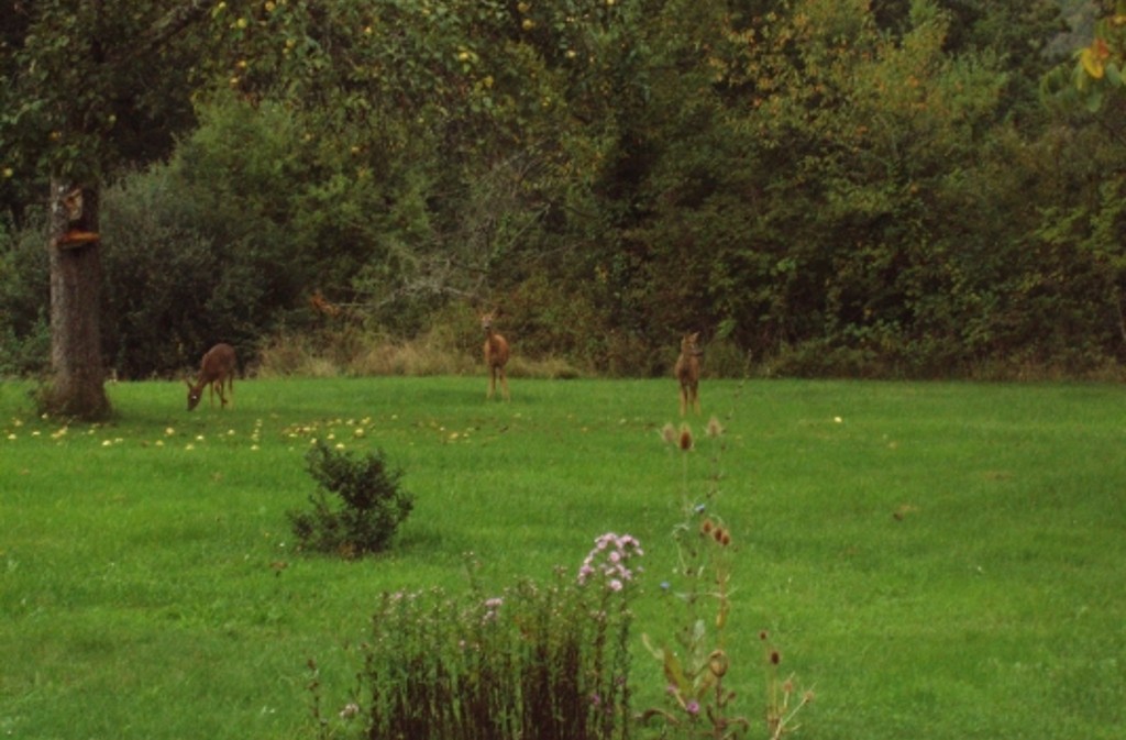 Le Cantou de La Tontonière, Saint-Avit-Rivière