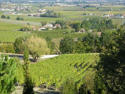 Les gîtes de la Grappe d'Or