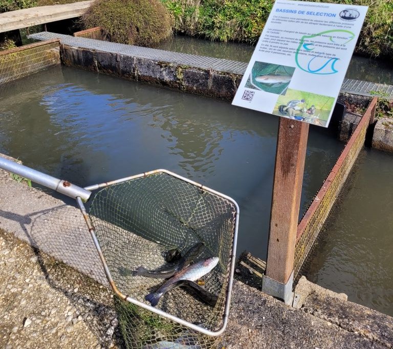 Chasse au trésor sur les traces de la truite !, Douzillac - photo 15