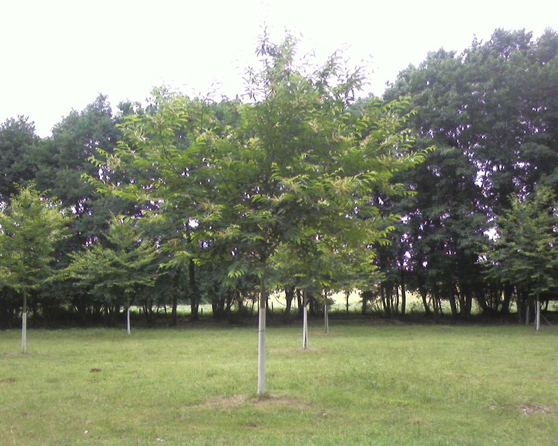 Chambres d'Hôtes de Monsieur BOURGIN Denis, Varaignes