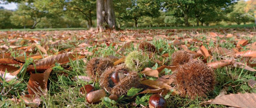 La Grande Boucle du Parc: Etape 9 : de Dournazac à St Pierre de Frugie