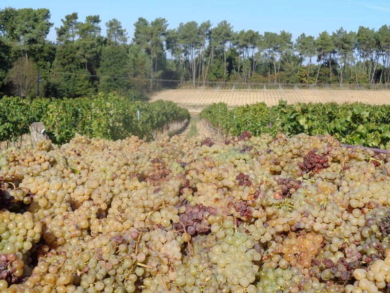 Vignobles Barré-Perier