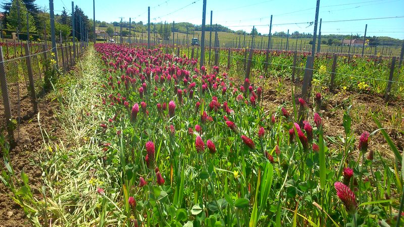 Château La Brie - photo 2
