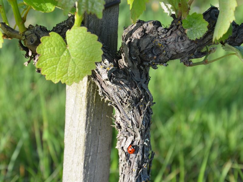Château La Robertie - photo 4