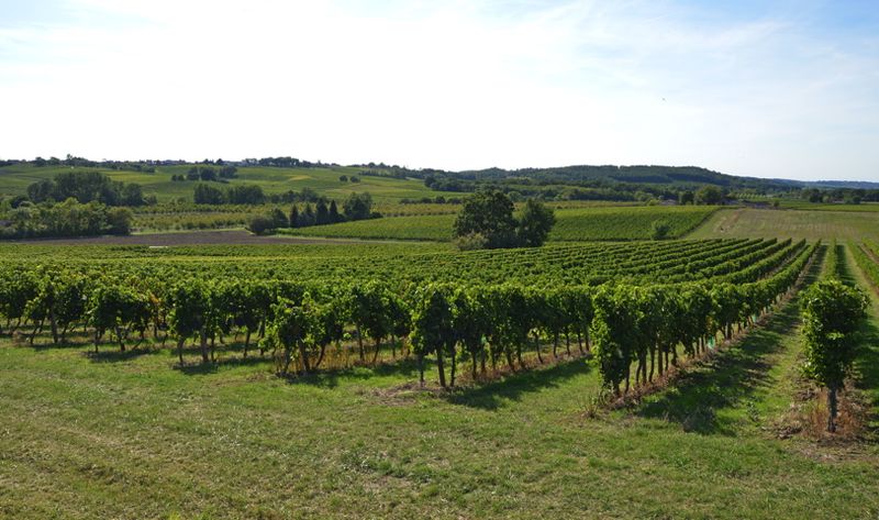 Château Les Gérales — photo 2
