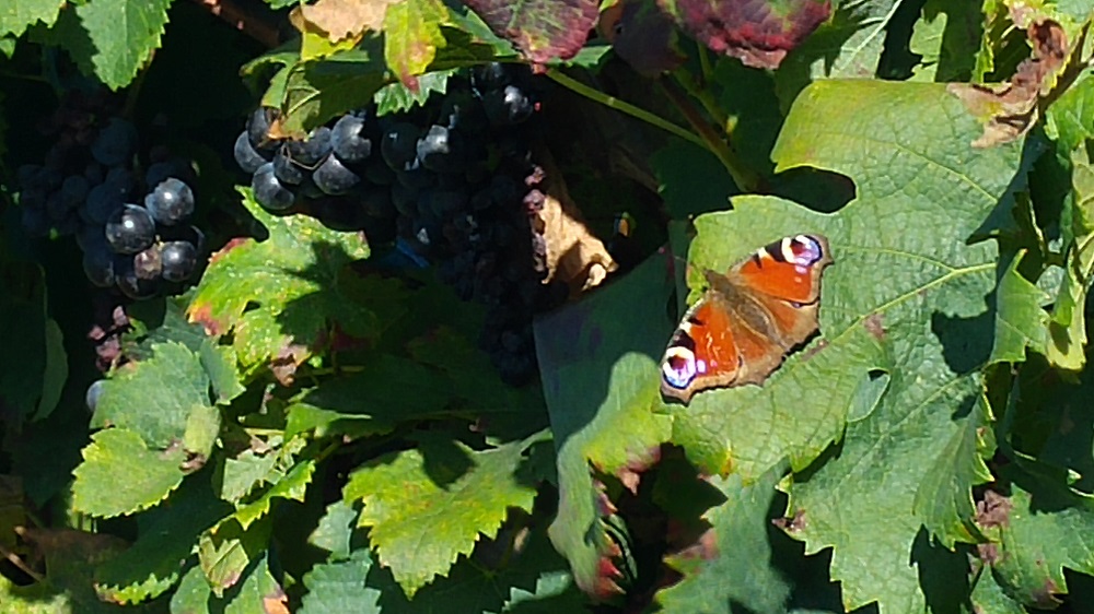 Château Nodot - photo 4