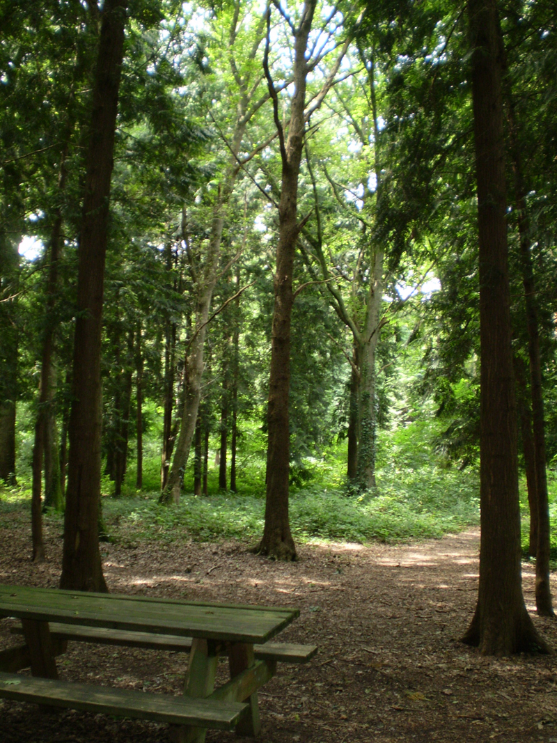 La Forêt Domaniale de Châtellerault