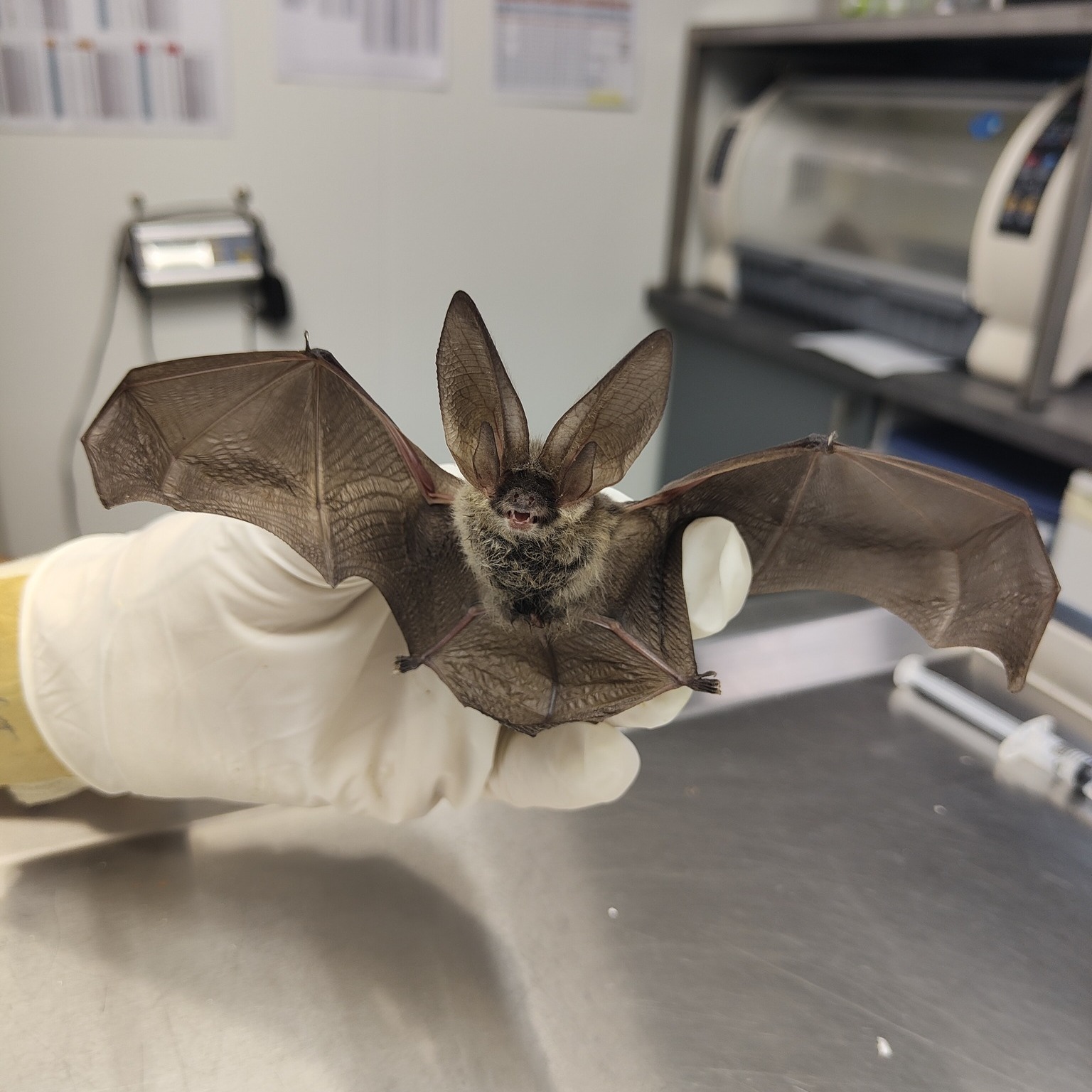 Secrets de chauves-souris