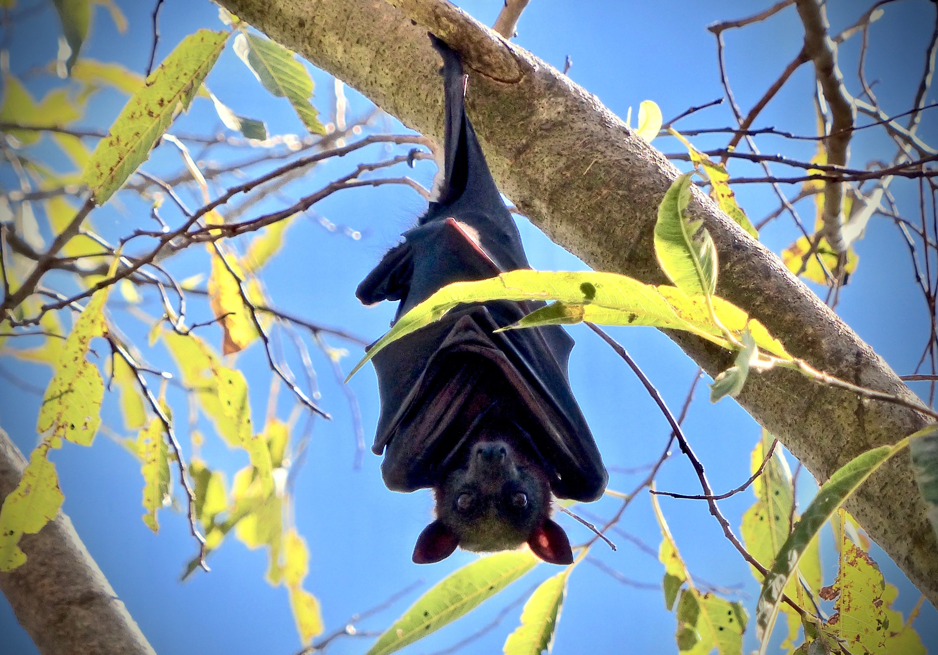 Conférence et sortie, chauves-souris au Foyer Rural — visuel événement