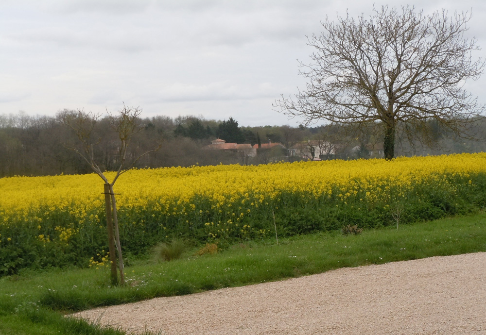 Le Clos des Ageasses, Chauvigny - photo 5