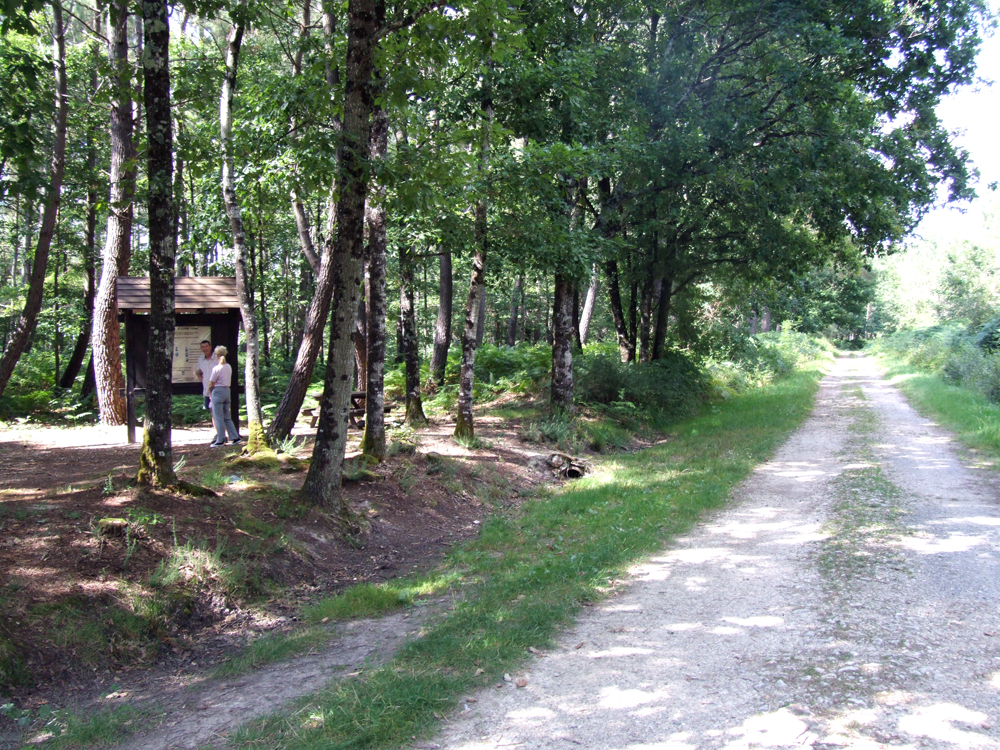 La Forêt Domaniale de Mareuil