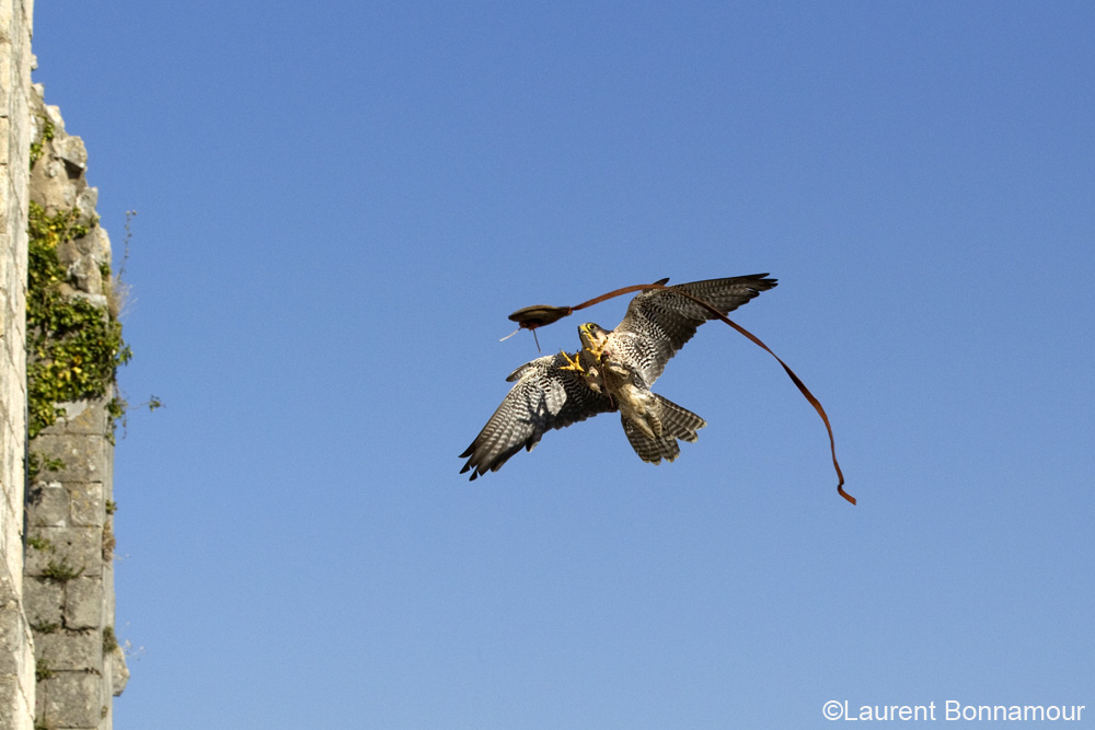 Les Géants du Ciel, Chauvigny - photo 9