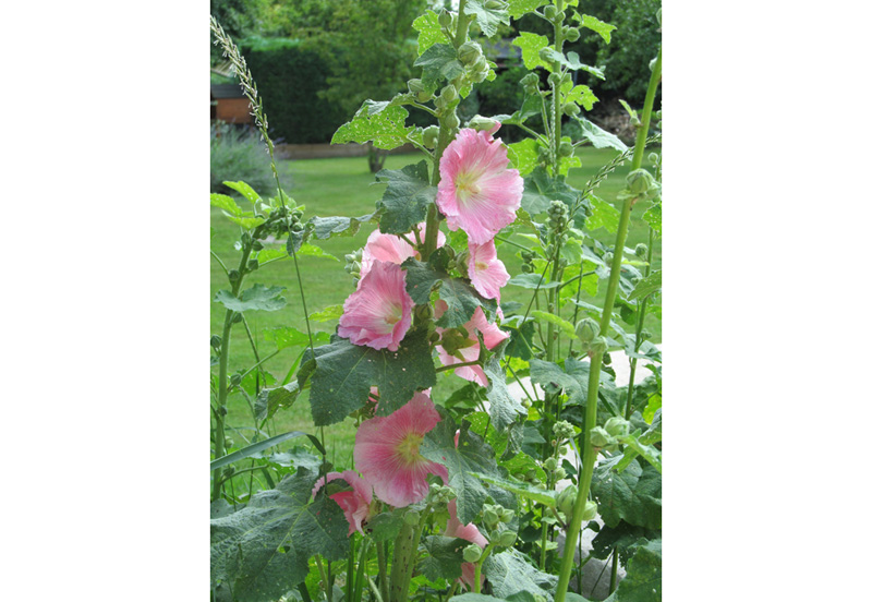 The Wild Seeds, Chauvigny - photo 4