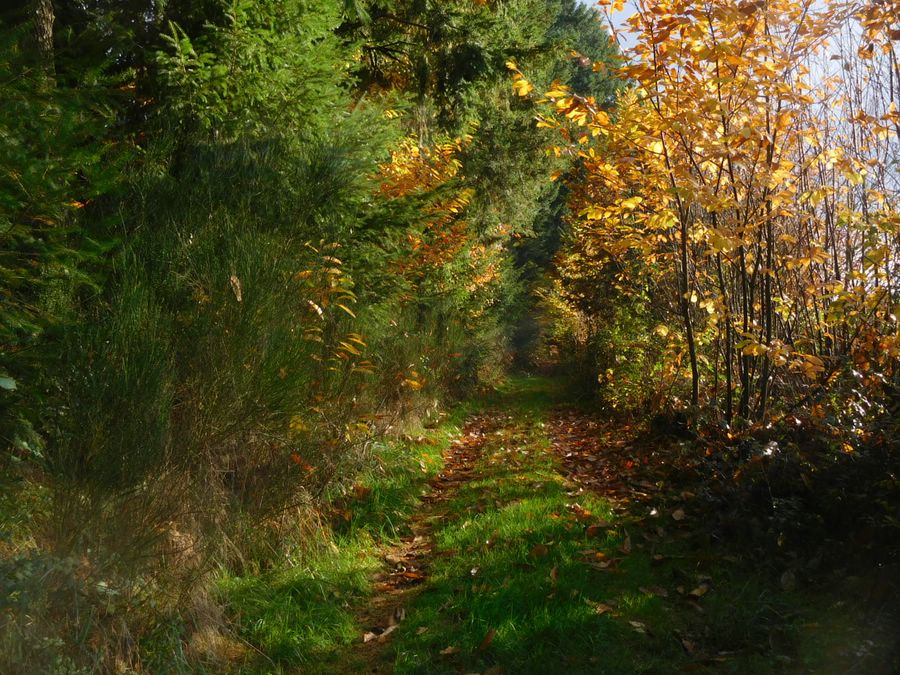 Autour des vergers à Firbeix, Firbeix