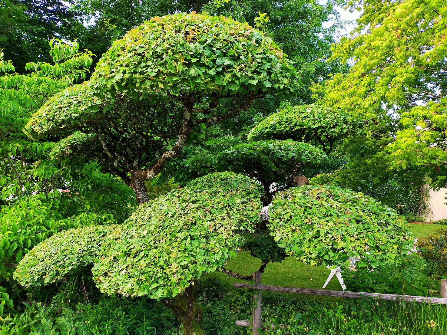 Le Jardin aux Oiseaux, Couzeix - photo 2