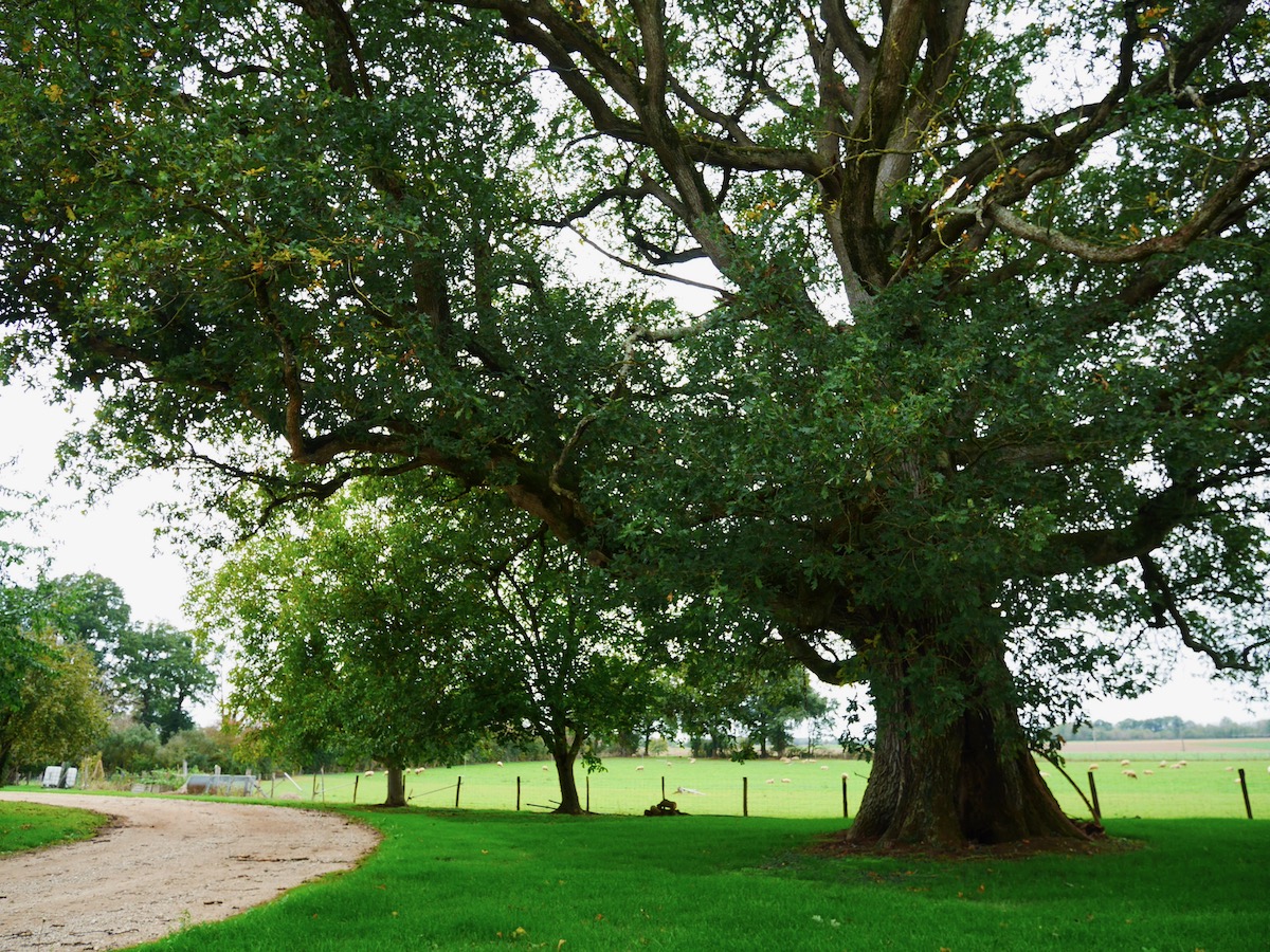 Entre Brandes et Bornais - photo 2