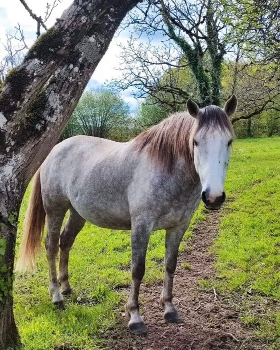 Poney-Club & Centre équestre - Les Poneys du Thaurion