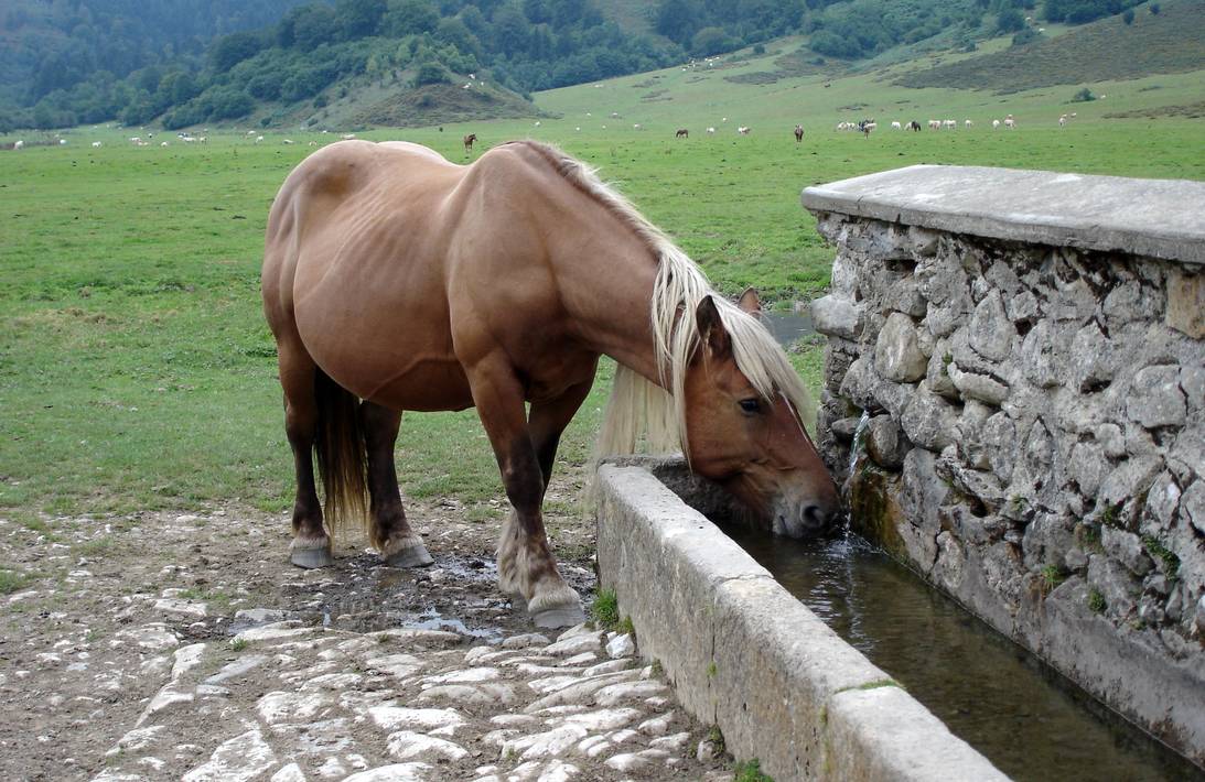 Balade à Roulettes N°20 Le Bénou à Bilhères-en-Ossau, Bilhères