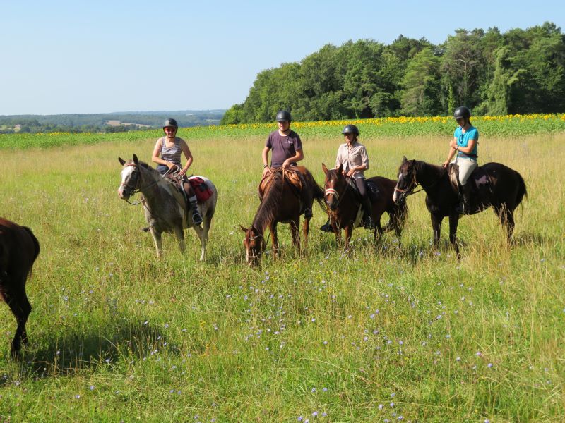 Cheval Nomad'