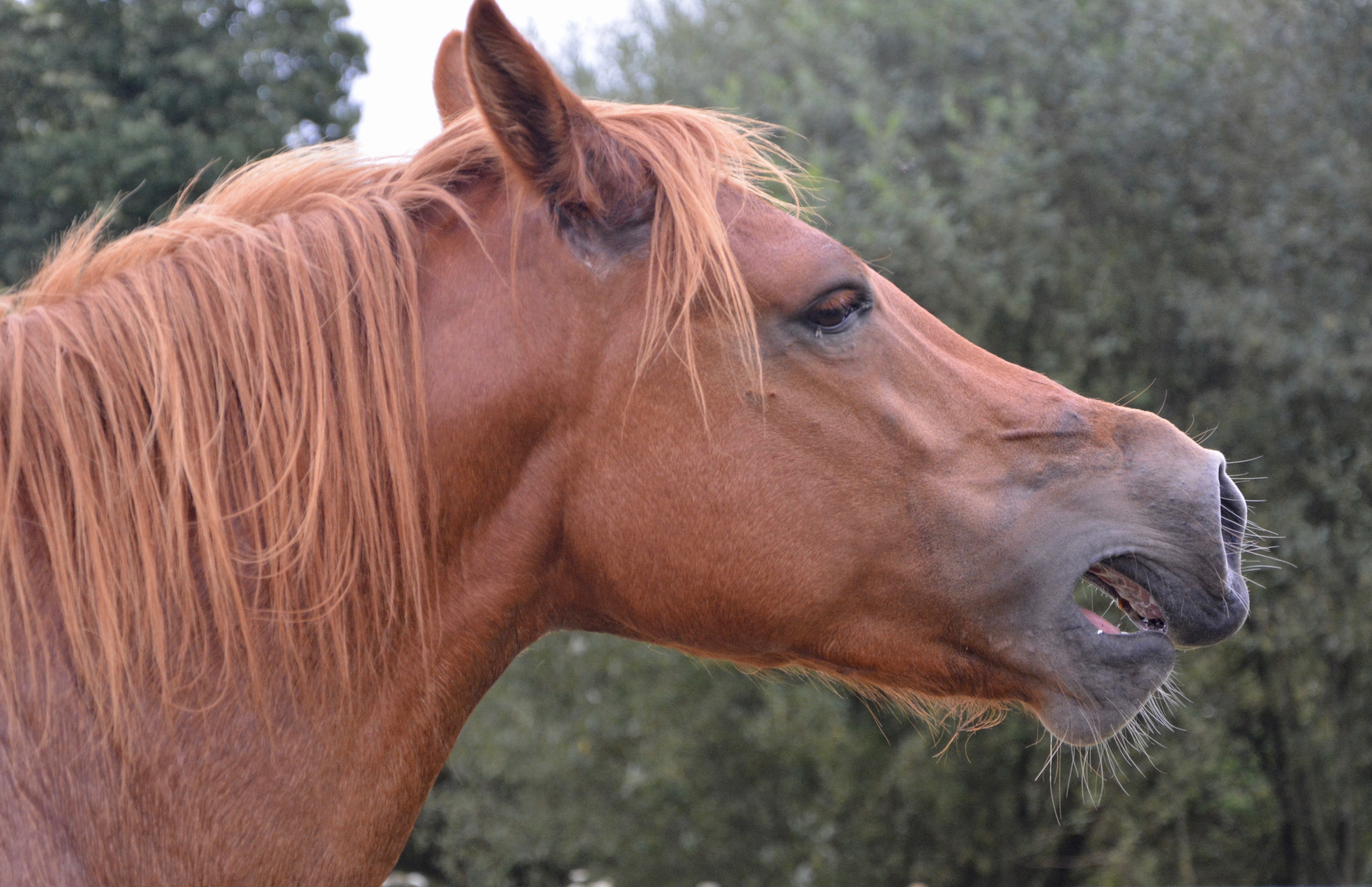 38ème Journée de l'âne et du cheval et 132ème Concours de chevaux de trait potevins,mules , Baudets du Poitou et Merens.