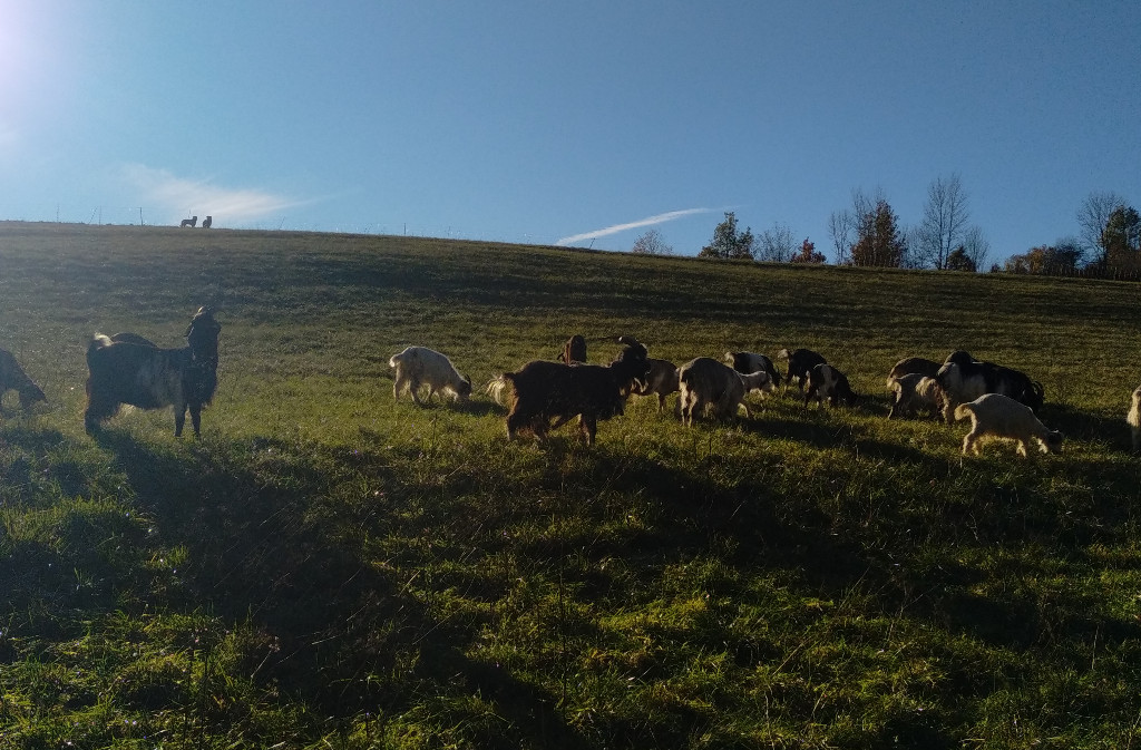 La Ferme du bois de la Moulière — photo 3