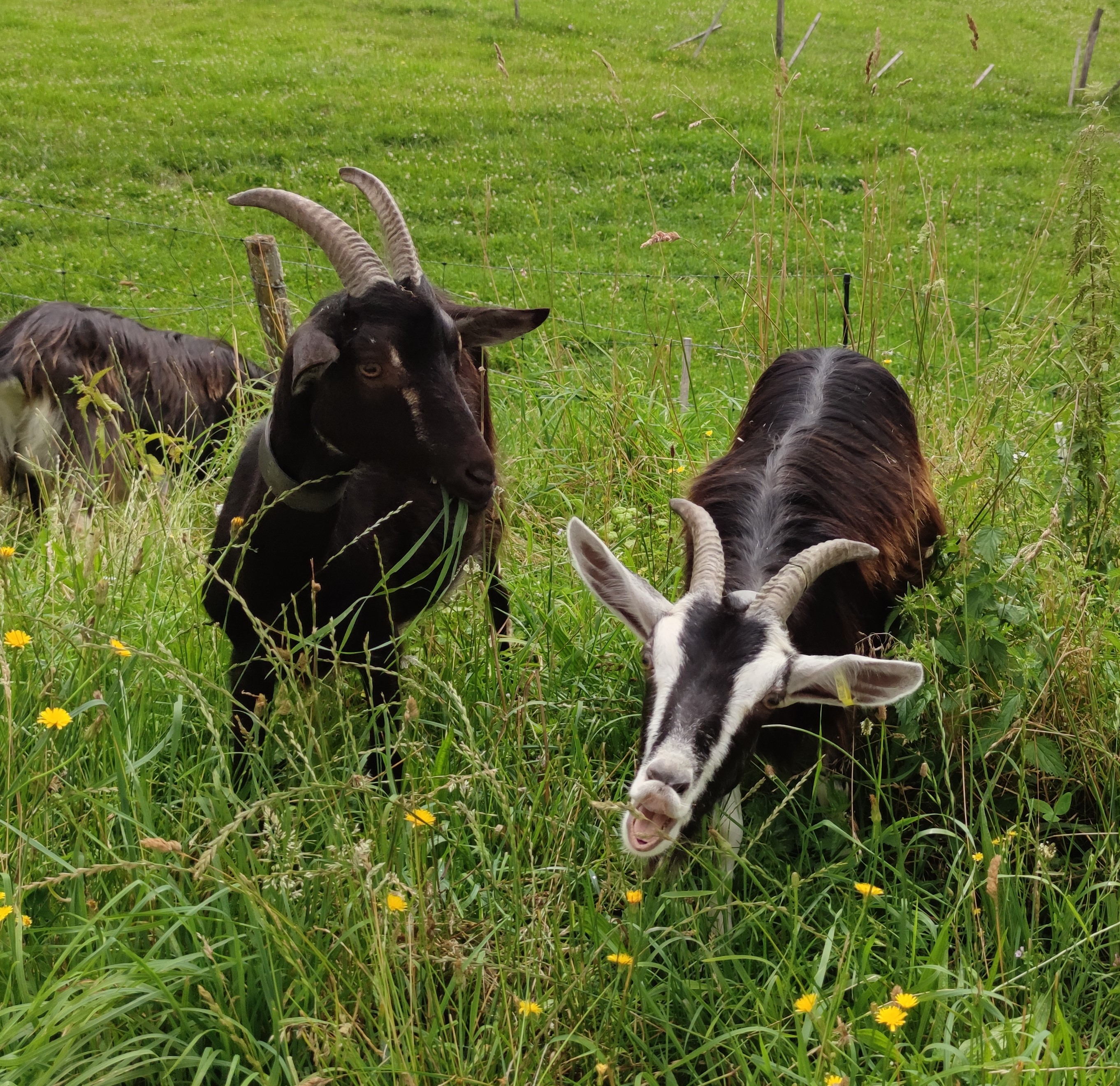 Cabane dans les arbres de la Ferme de Vassivière, Royère-de-Vassivière - photo 3