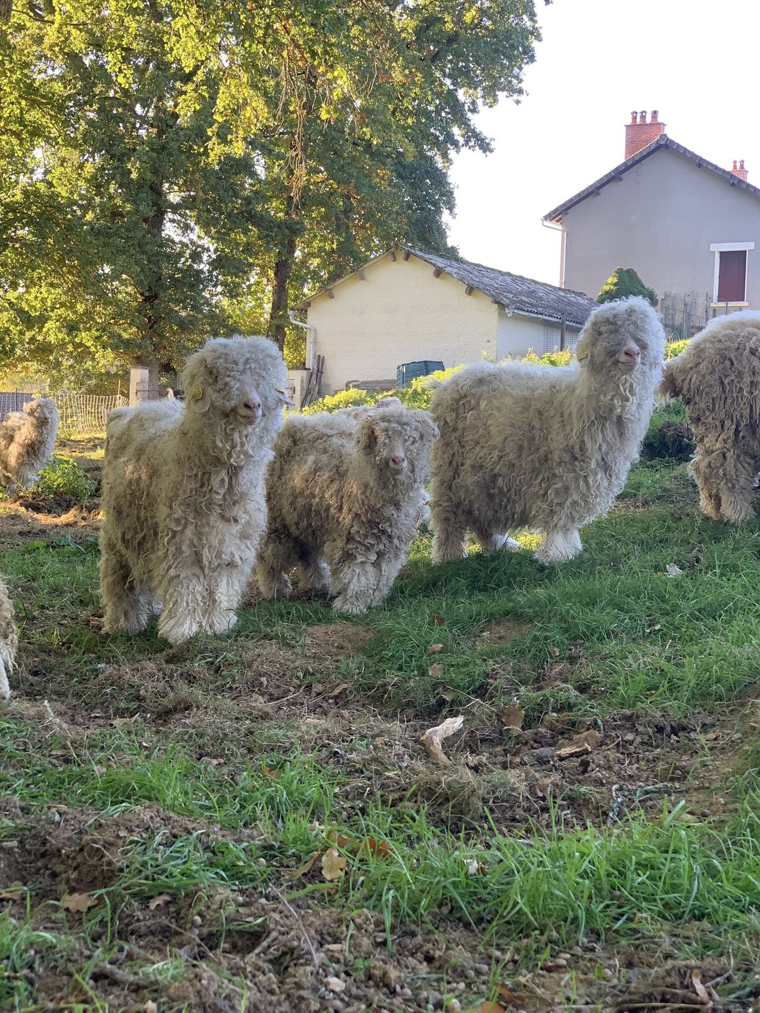 Animations à la ferme pédagogique du domaine D'Hestia — visuel événement