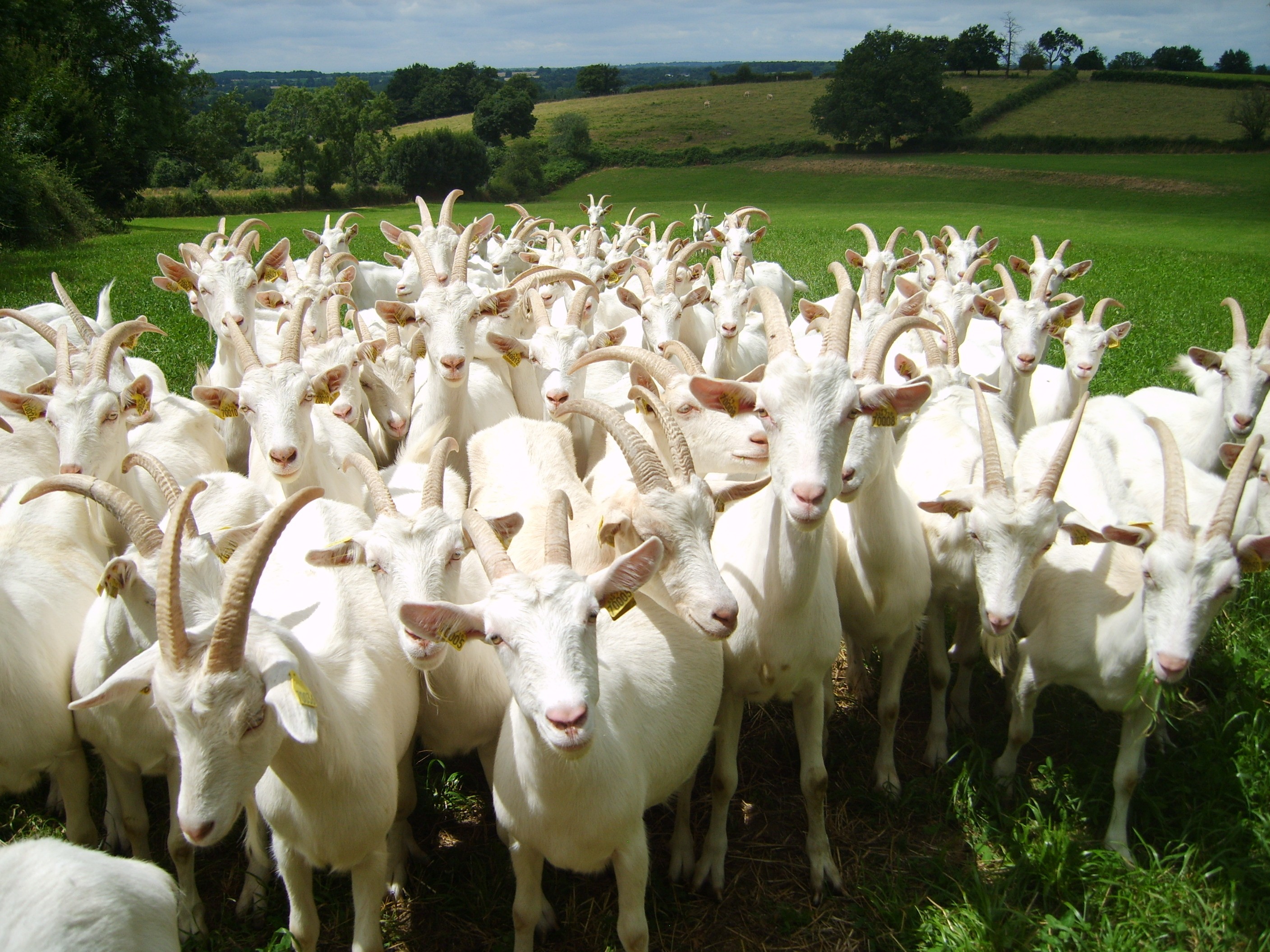 Gîte "La Gâtinelle", Pompaire - photo 4