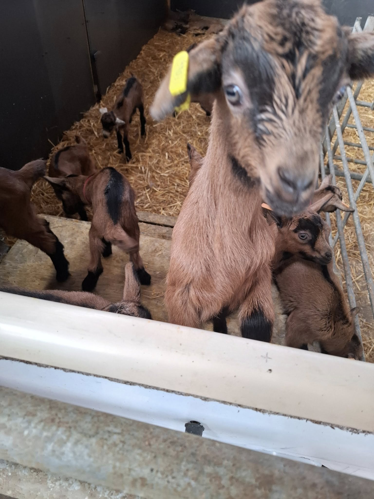 Les Fromages de Sylvie - photo 2