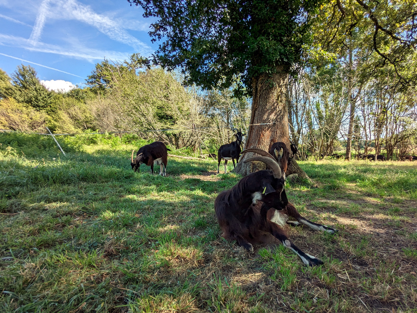 La Chèvrerie du Poney Fringant à Azérables — photo 2