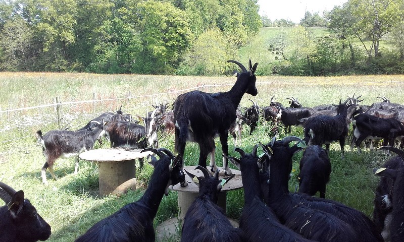 Biquettes et Compagnie