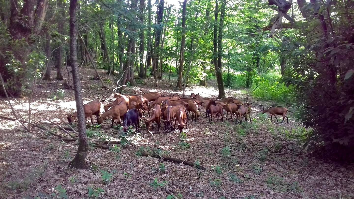 Gîte de la Chèvrerie, Grignols - photo 7