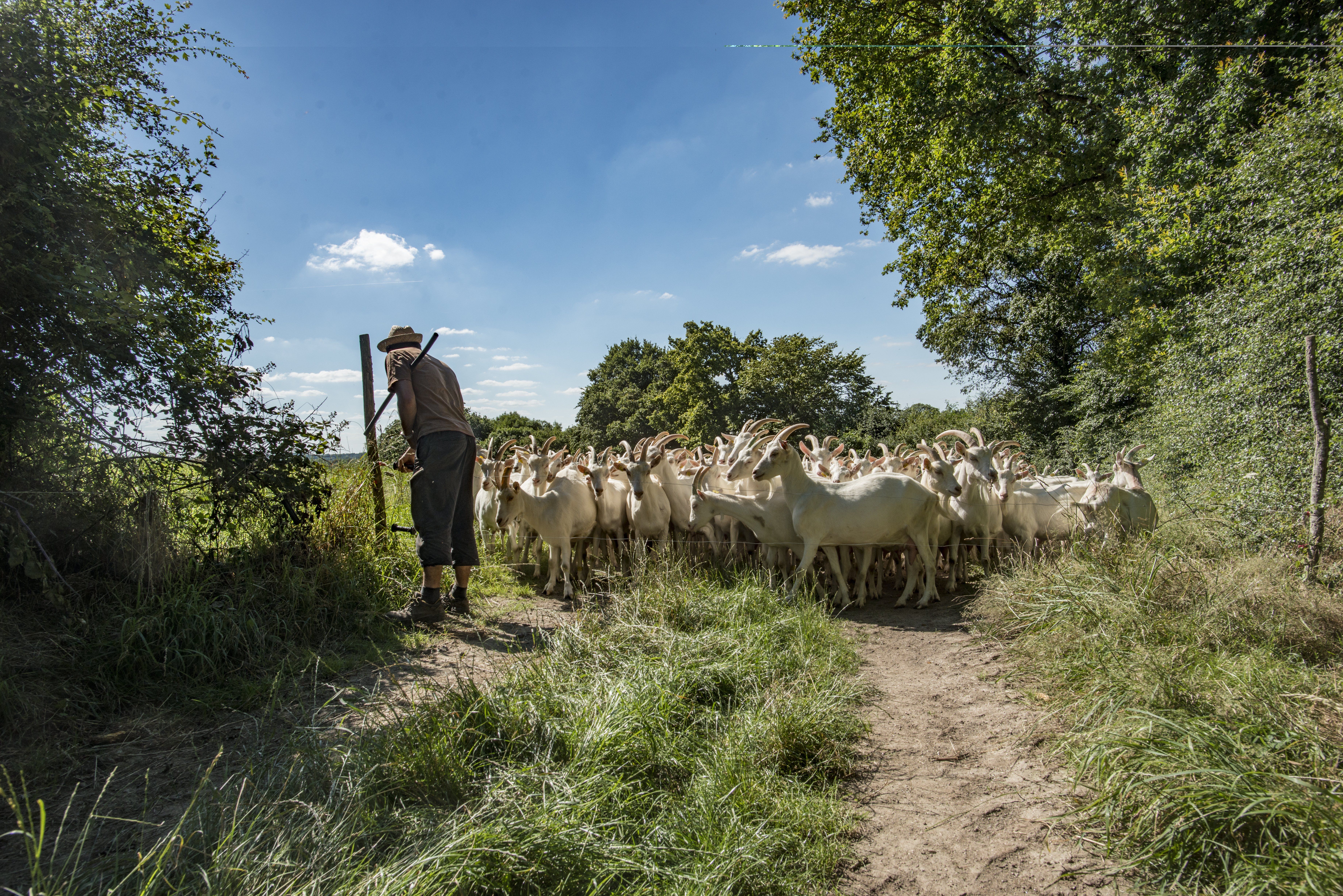 Gîte "La Cabrette", Pompaire - photo 6