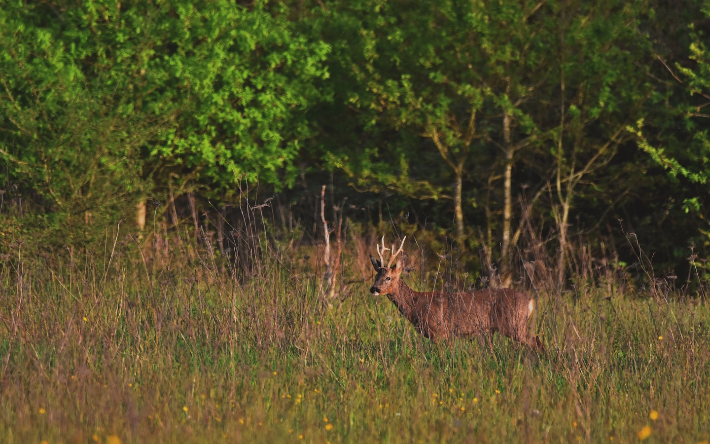 Sortie nature CPIE Pays Basque : "Qui aboie dans les bois ? ", Ostabat-Asme - photo 2