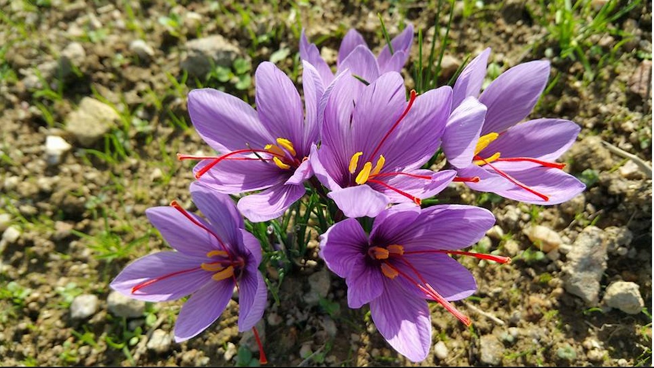 Le Safran de la Chaise en Bocage - photo 2