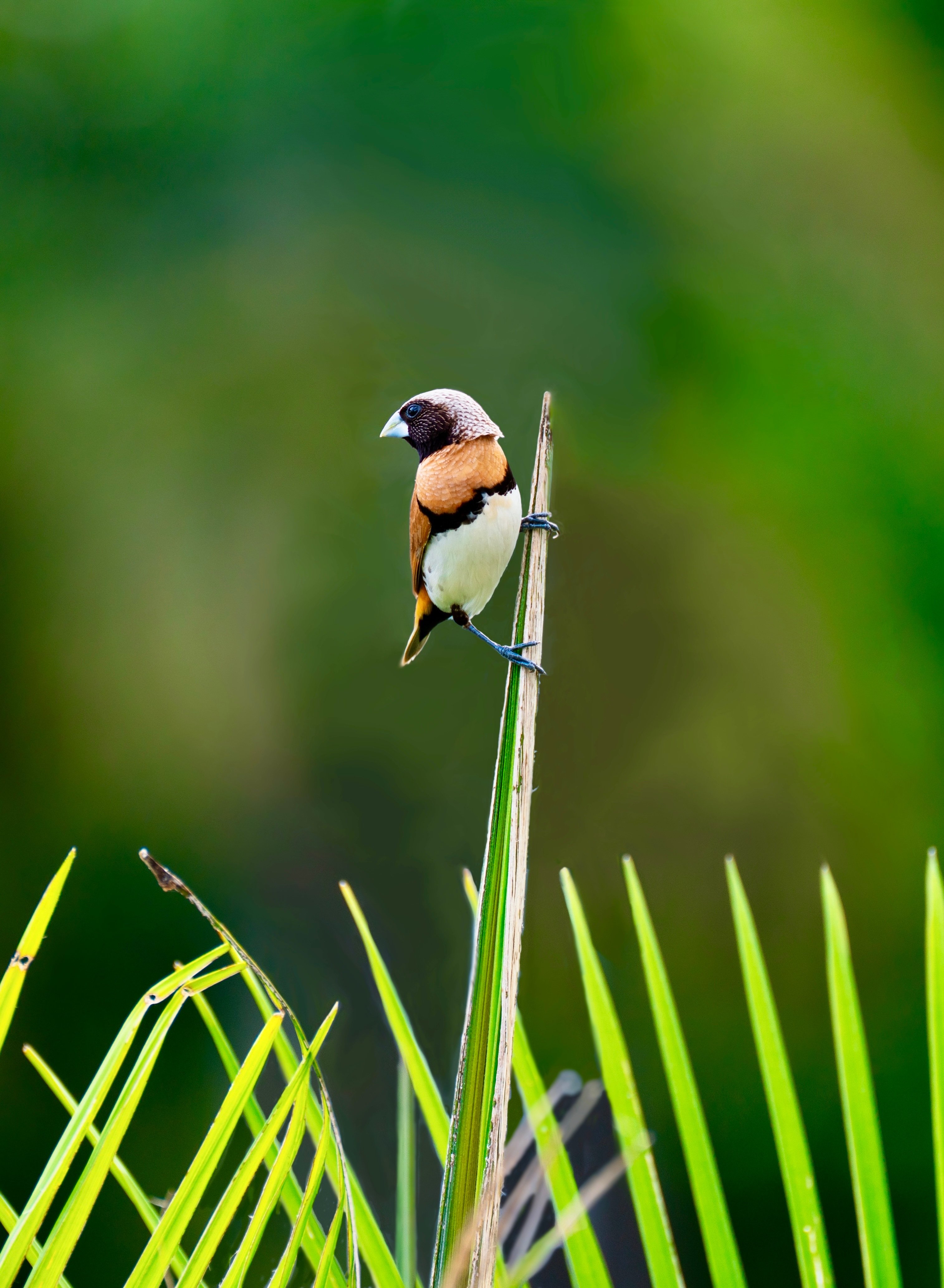 Initiation aux chants d'oiseaux, à la réserve de biodiversité d'Argentat
