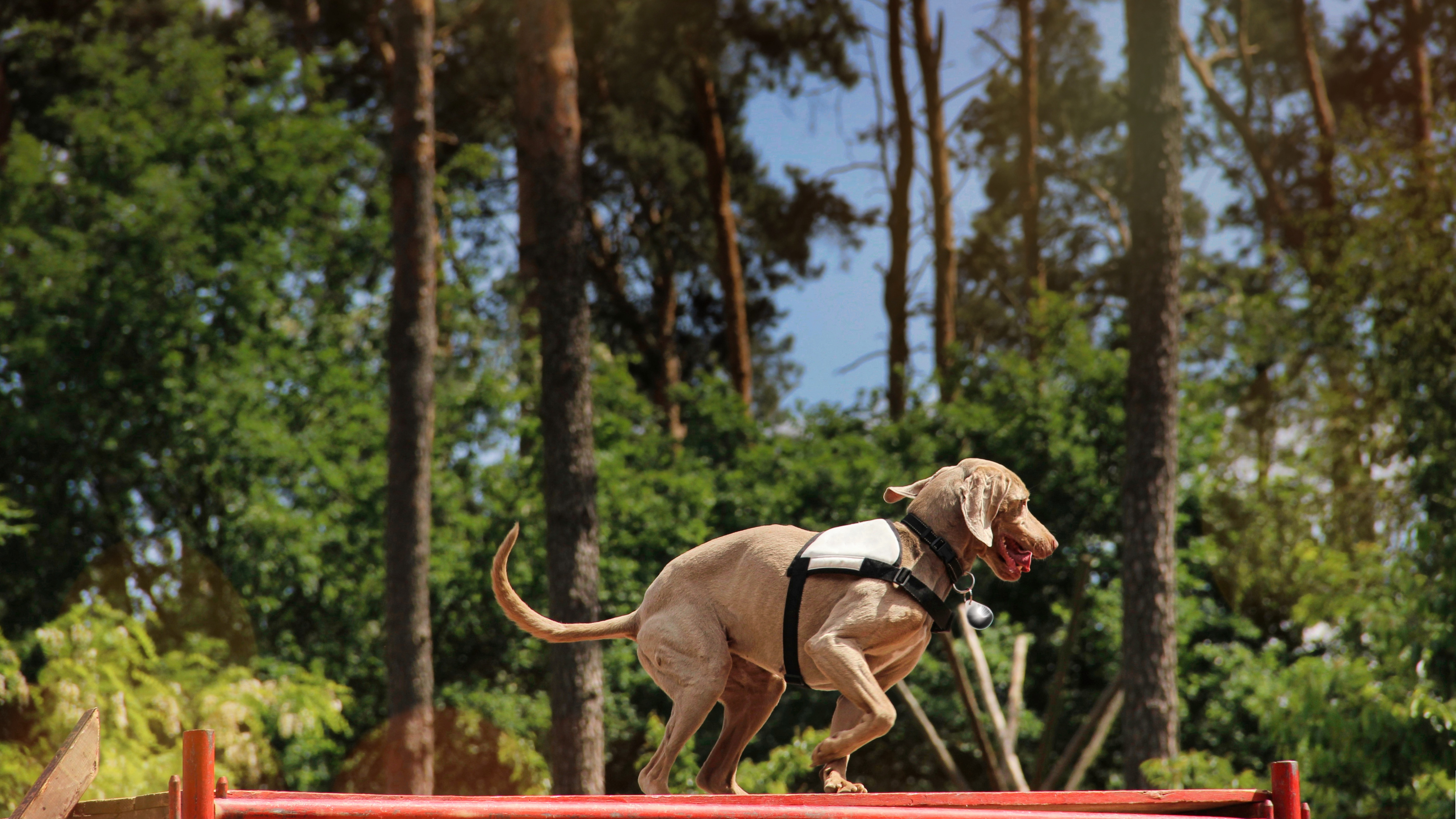 Concours de Chiens de Sauvetage — visuel événement